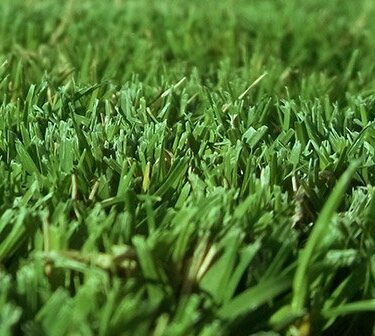 Pasto en rollo variedad Bermuda 419 (Tifgreen)