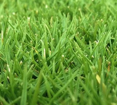 Pasto en rollo variedad Zoysia Emerald