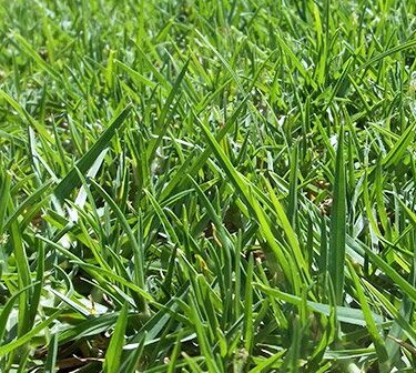 Pasto en rollo variedad Kikuyo (Alfombra)